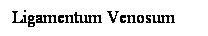 Cuadro de texto: Ligamentum Venosum
