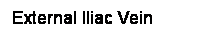 Cuadro de texto: External Iliac Vein
