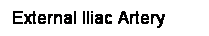Cuadro de texto: External Iliac Artery

