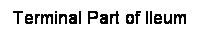 Cuadro de texto: Terminal Part of Ileum
