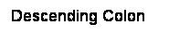 Cuadro de texto: Descending Colon
