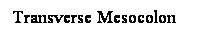 Cuadro de texto: Transverse Mesocolon
