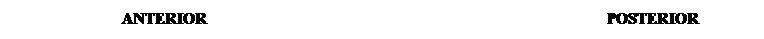 Cuadro de texto: &nbsp;&nbsp;&nbsp;&nbsp;&nbsp;&nbsp;&nbsp;&nbsp;&nbsp;&nbsp;&nbsp;&nbsp;&nbsp;&nbsp;&nbsp;&nbsp;&nbsp;&nbsp;&nbsp;&nbsp;&nbsp;&nbsp;&nbsp;&nbsp;&nbsp;&nbsp; ANTERIOR&nbsp;&nbsp;&nbsp;&nbsp;&nbsp;&nbsp;&nbsp;&nbsp;&nbsp;&nbsp;&nbsp;&nbsp;&nbsp;&nbsp;&nbsp;&nbsp;&nbsp;&nbsp;&nbsp;&nbsp;&nbsp;&nbsp;&nbsp;&nbsp;&nbsp;&nbsp;&nbsp;&nbsp;&nbsp;&nbsp;&nbsp;&nbsp;&nbsp;&nbsp;&nbsp;&nbsp;&nbsp;&nbsp;&nbsp;&nbsp;&nbsp;&nbsp;&nbsp;&nbsp;&nbsp;&nbsp;&nbsp;&nbsp;&nbsp;&nbsp;&nbsp;&nbsp;&nbsp;&nbsp;&nbsp;&nbsp;&nbsp;&nbsp;&nbsp;&nbsp;&nbsp;&nbsp;&nbsp;&nbsp;&nbsp;&nbsp;&nbsp;&nbsp;&nbsp;&nbsp;&nbsp;&nbsp;&nbsp;&nbsp;&nbsp;&nbsp;&nbsp;&nbsp;&nbsp;&nbsp;&nbsp;&nbsp;&nbsp;&nbsp;&nbsp;&nbsp;&nbsp;&nbsp;&nbsp;&nbsp;&nbsp;&nbsp;&nbsp;&nbsp;&nbsp;&nbsp;&nbsp;&nbsp;&nbsp; POSTERIOR
